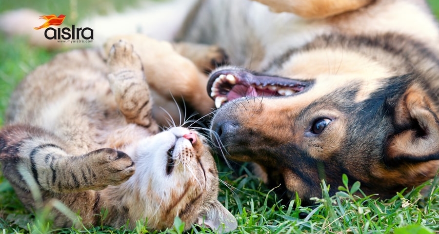 vegan pet food